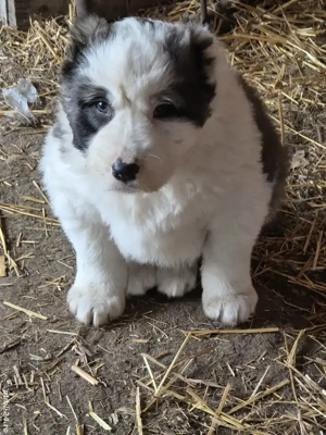 Asia centrala 6 saptamani  - imagine 5