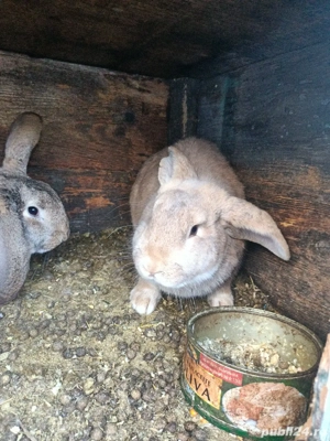 vand iepuri  - imagine 3