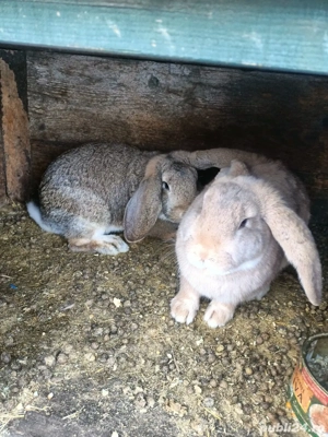 vand iepuri  - imagine 2