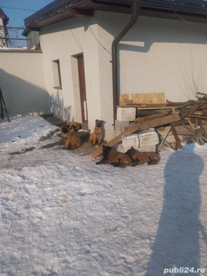 Ciobanesc Belgian Malinois 