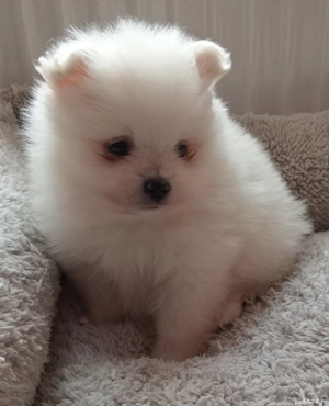 Pomeranian Băiețel mini Toy
