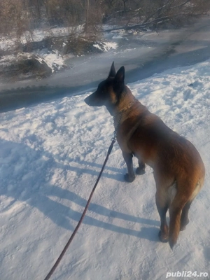 Ciobanesc Belgian Malinois  - imagine 3