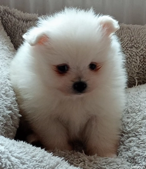 Băiețel Pomeranian  minnie Toy Boo