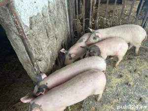 Vand purcei - imagine 2