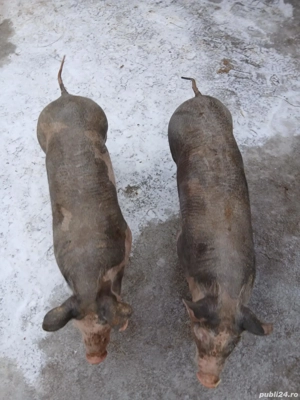 Purcei rasa pietrain belgian - imagine 2