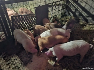 Vând suldei de 14 săptămâni  - imagine 3