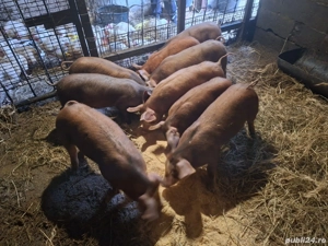 Vând suldei de 14 săptămâni  - imagine 2