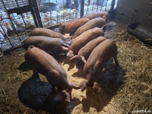 Vând suldei de 14 săptămâni  - imagine 4