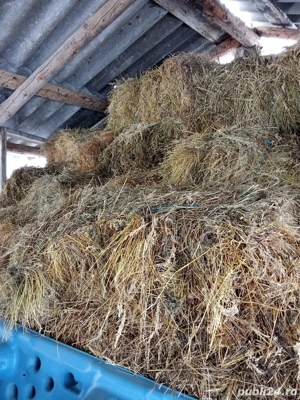 Vând baloți de fan  - imagine 3