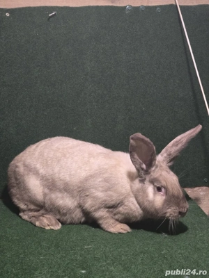 iepuri de vânzare sacuiesti  - imagine 5