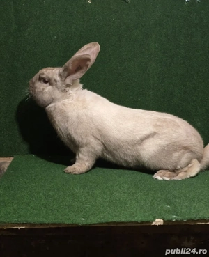 iepuroi de vânzare sacuiesti tatuat 