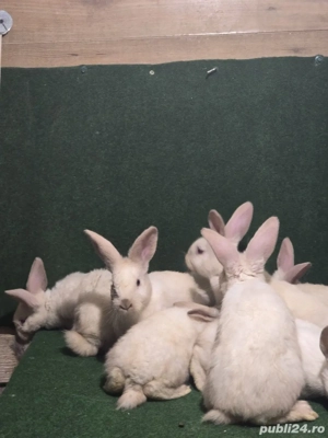 iepuri de vânzare sacuiesti  - imagine 4