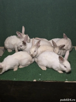 iepuri de vânzare sacuiesti  - imagine 2