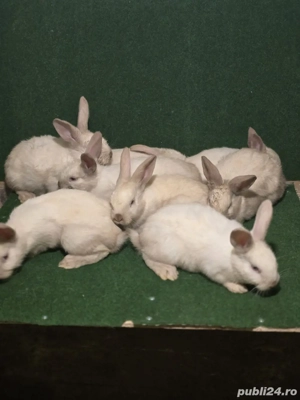 iepuri de vânzare sacuiesti 