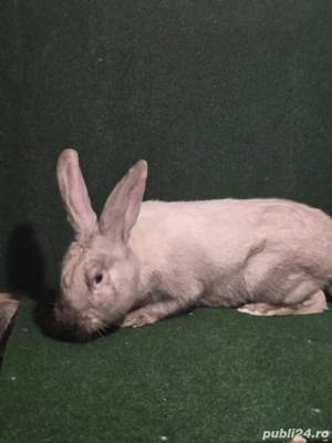 iepuroi de vânzare sacuiesti tatuat  - imagine 2