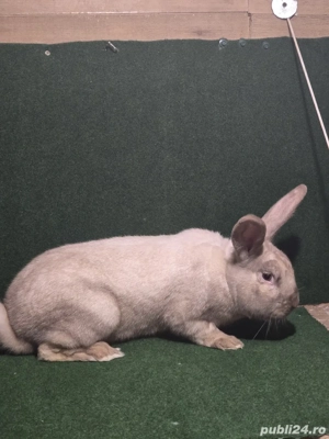 iepuroi de vânzare sacuiesti tatuat  - imagine 5