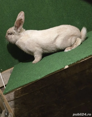 iepuroi de vânzare sacuiesti tatuat  - imagine 3