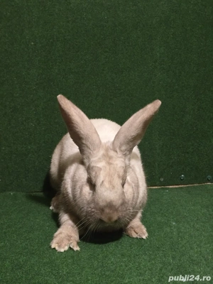 iepuroi de vânzare sacuiesti tatuat  - imagine 4