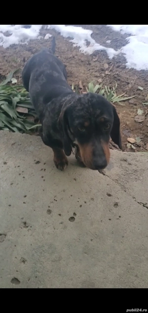 teckel mascul arlequin  - imagine 3