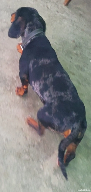 teckel mascul arlequin  - imagine 4