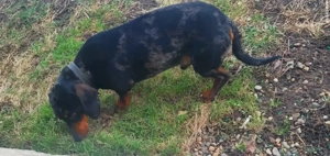 teckel mascul arlequin 