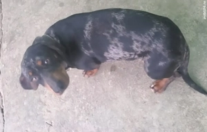 teckel mascul arlequin  - imagine 2