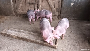 Vând purcei pietran curat 