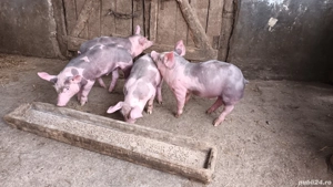 Vând purcei pietran cu curat - imagine 3