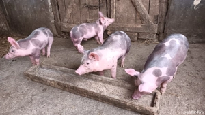 Vând purcei pietran cu curat