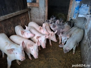 porci, baloti 2025-2026 - imagine 2