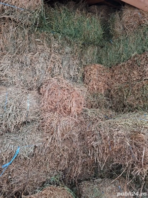 porci, baloti 2025-2026 - imagine 5