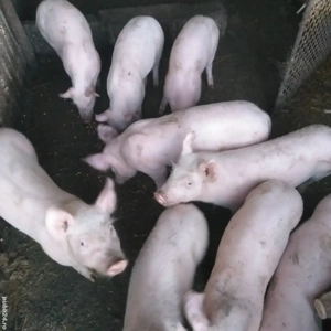 Vînd purcei Coșoveni