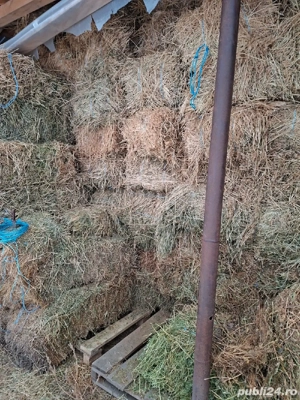 baloate 2025-2026 - imagine 3