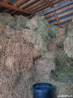 baloate 2025-2026 - imagine 5