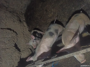 Vand purcei de 9 saptamani 