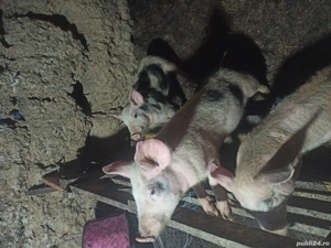 Vand purcei de 9 saptamani  - imagine 2