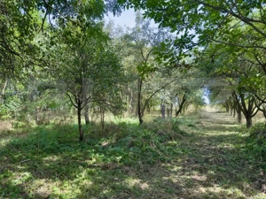 Casa țărănească 87 mp utili, teren de 4.300 mp, in Suatu - imagine 3