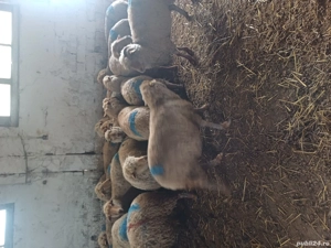 de vinzare oi de afară  - imagine 2