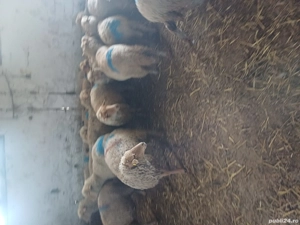 de vinzare oi de afară  - imagine 3