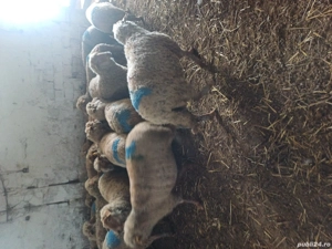 de vinzare oi de afară 