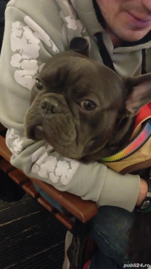 Vând buldog francez - imagine 2