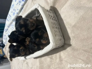 yorkshire terrier pui nascuti 19.12 - imagine 3