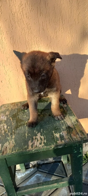 malinois femele  - imagine 3