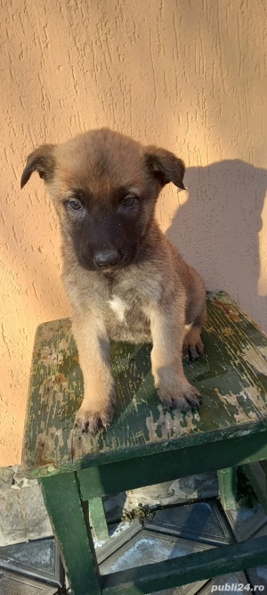 malinois femele  - imagine 4