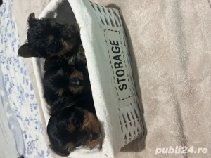 yorkshire terrier pui nascuti 19.12 - imagine 4