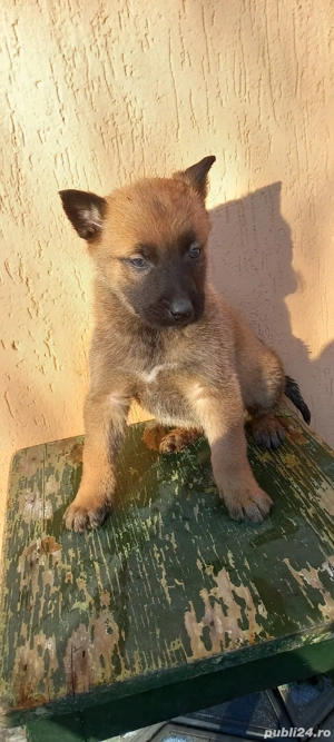 malinois femele  - imagine 2