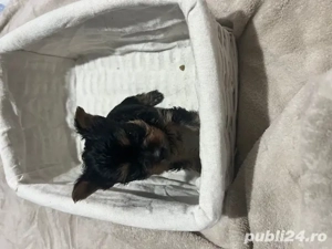yorkshire terrier pui nascuti 19.12 - imagine 5