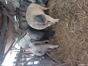 de vinzare porci - imagine 2