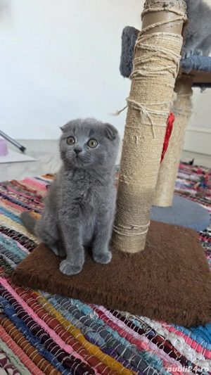 Scottish fold