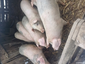 de vinzare soldanii - imagine 2